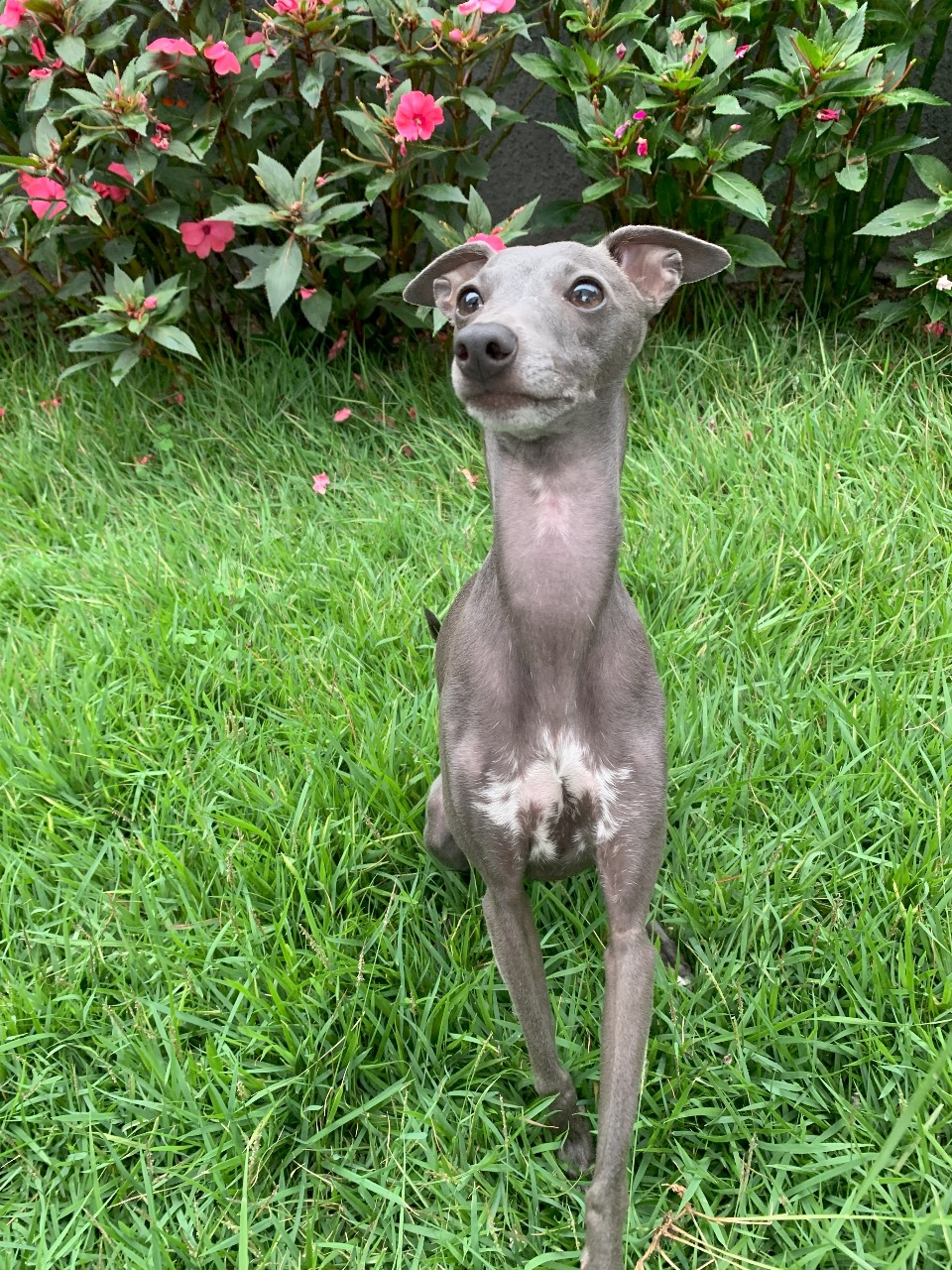 galgo italiano