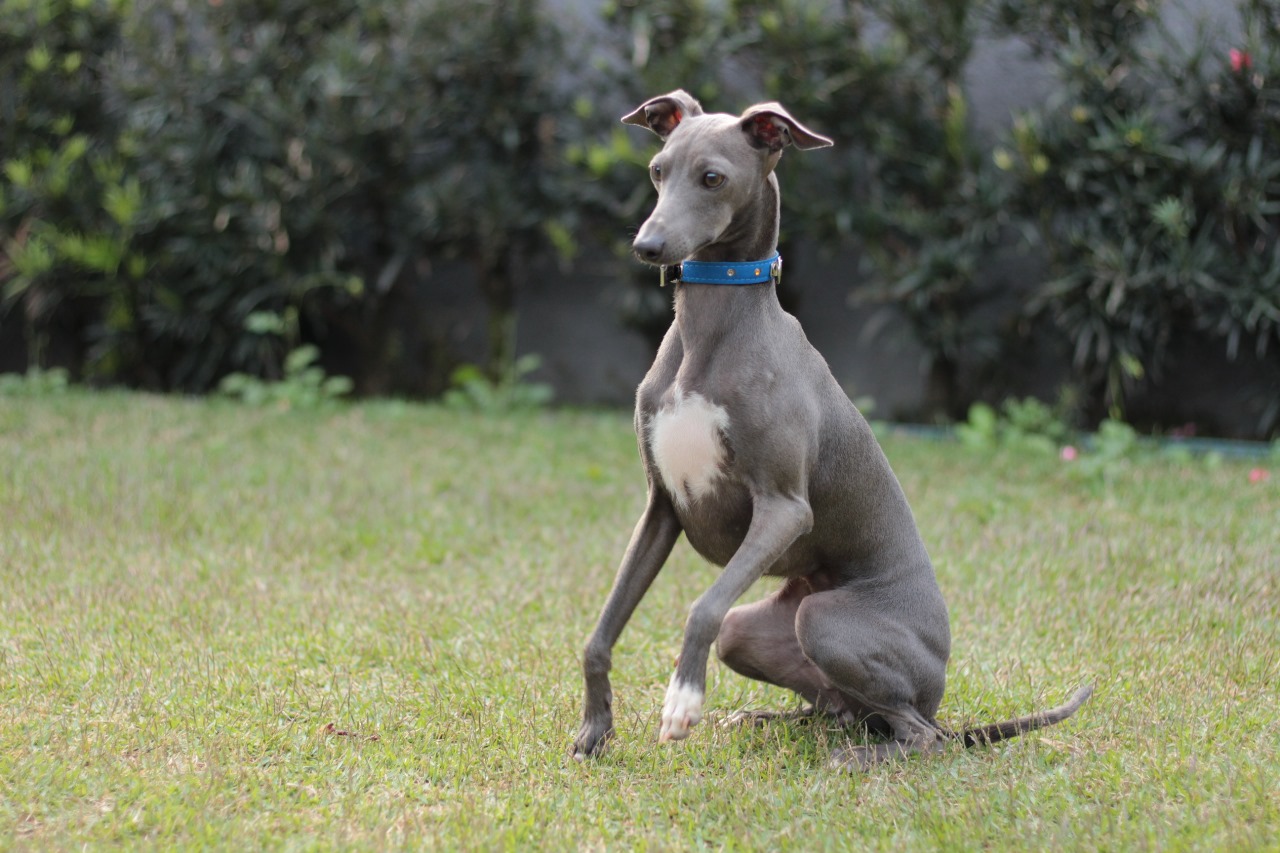 galgo italiano