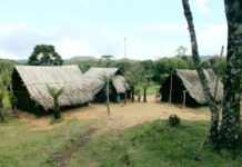 Em meio à disputa por território, estudo aponta terras indígenas como esperança para preservação ambiental