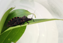 Gravataí registra ocorrência de insetos transmissores da doença de Chagas e reforça alerta à população