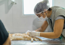 Canoas realiza nova edição do Programa Miau com castração gratuita de gatos
