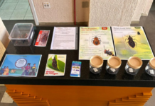 Gravataí reforça alerta sobre doença de Chagas e orienta população no Dia Mundial